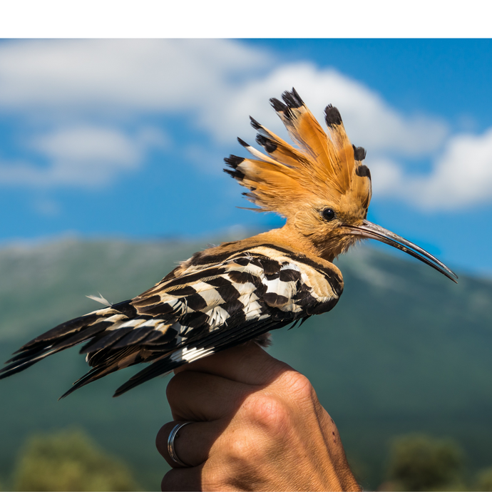 The Hoopoe - An Ambassador of Hope